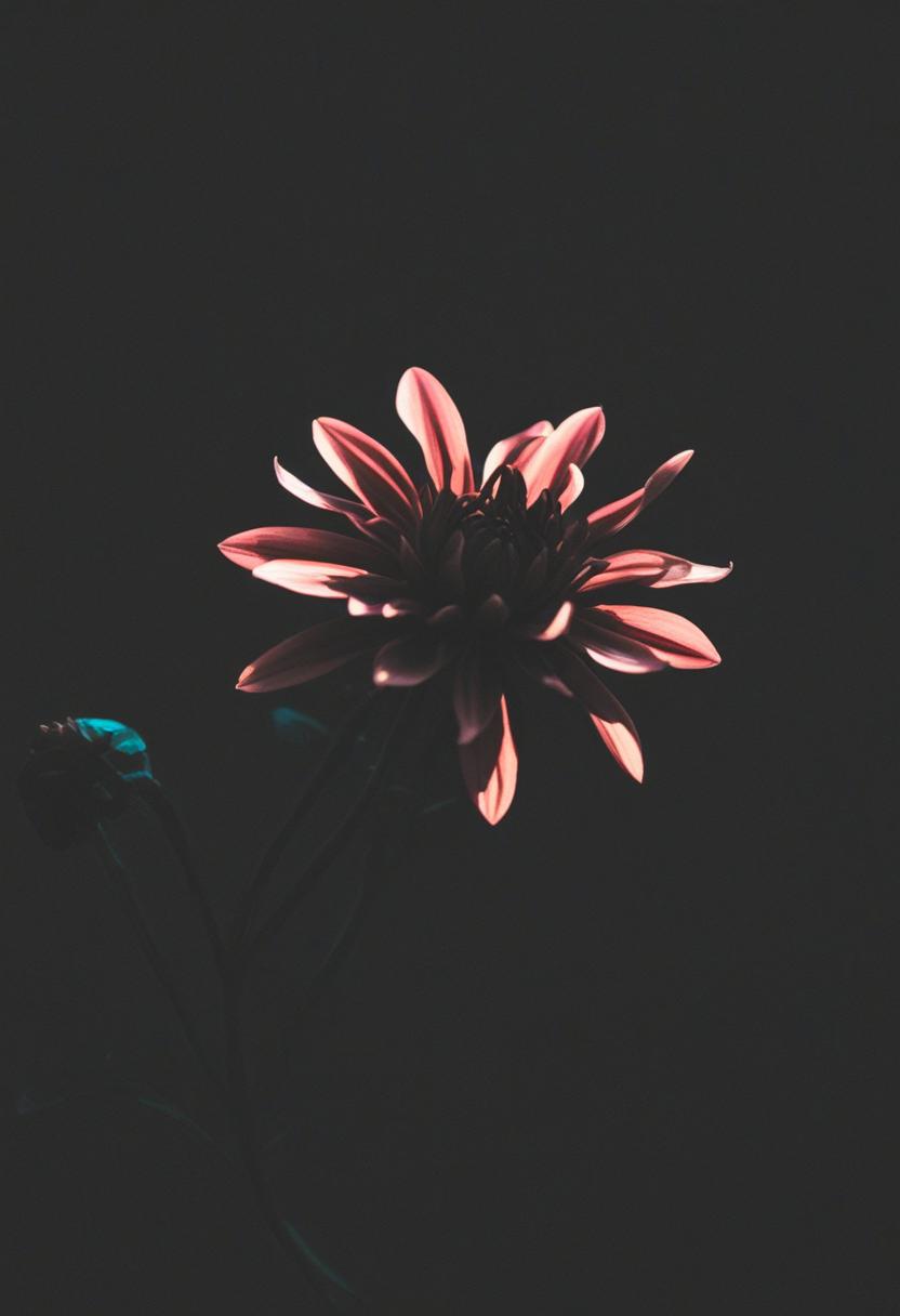 Ethereal dahlia silhouette with soft lighting.